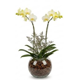 Imagem de Orquidea no Vidro