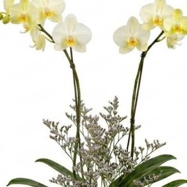 Orquidea no Vidro