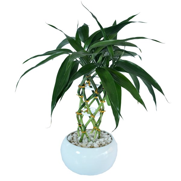 Bambu da Sorte Espiral Grande