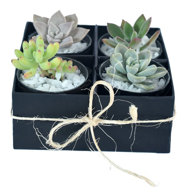 Box com Suculentas Variadas