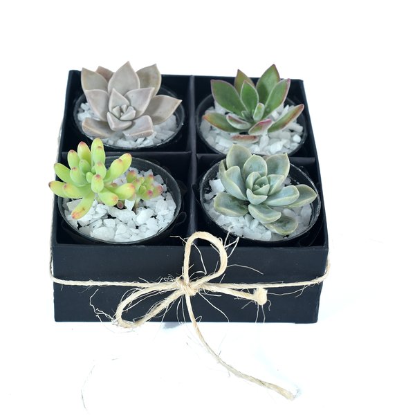 Box com Suculentas Variadas