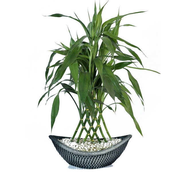 Bambu da Sorte Canoa