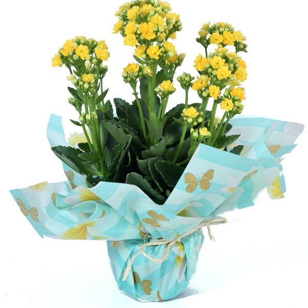 Calandiva Decorada