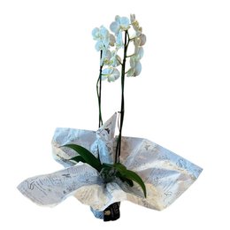 Imagem de Orquídea Plantada