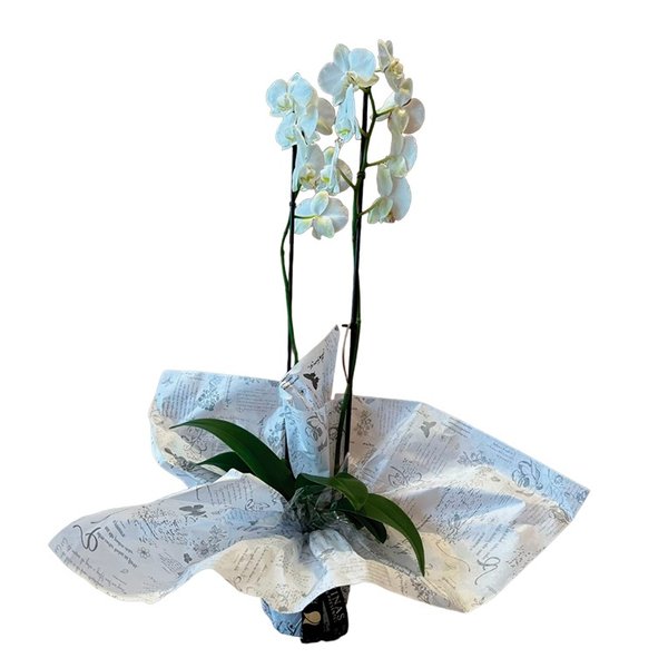 Orquídea Plantada
