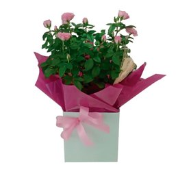 Imagem de Mini Rosas Mid