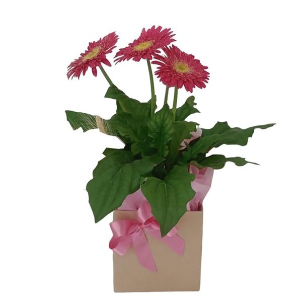 Gerberas Vaso