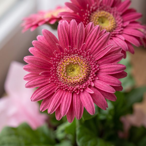Gerberas Vaso
