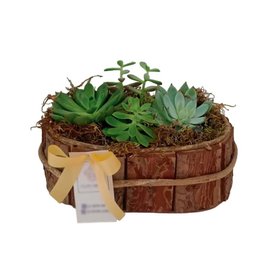 Imagem de Suculentas Cachepo Casca