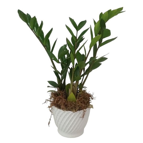 Mini Zamioculca