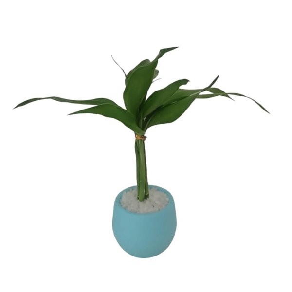 Mini Bambu da Sorte