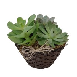 Imagem de Cuia com Suculentas