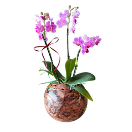 Imagem de Orquídea Luxuosa no Vaso de Vidro