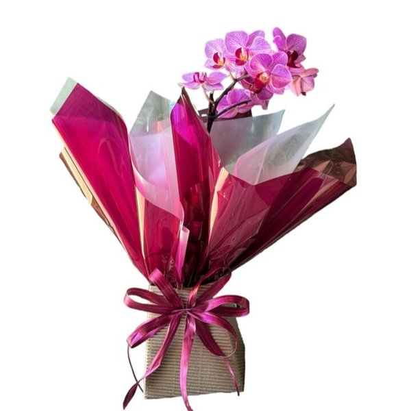 Mimo Orquídea 