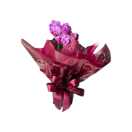 Imagem de Mimo Especial com Mini Orquídea