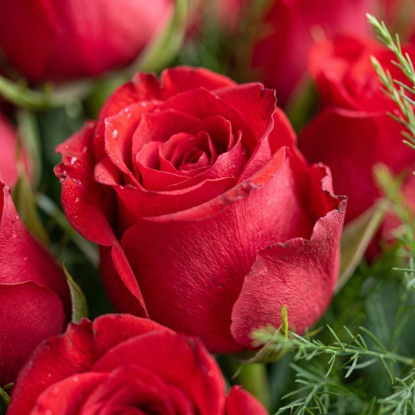 Buquê Rosas Vermelha