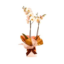 Imagem de OrquÍdea Phalaenopsis Amor Profundo.