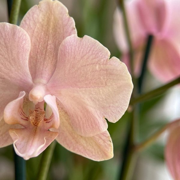 OrquÍdea Phalaenopsis Amor Profundo.