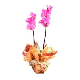 Imagem de OrquÍdea Phalaenopsis Encanto. 