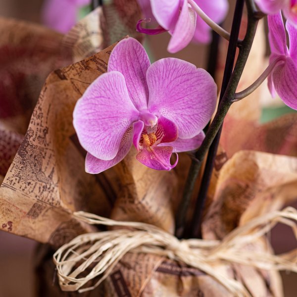 OrquÍdea Phalaenopsis Encanto. 