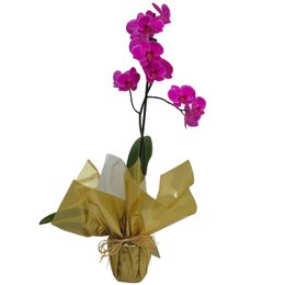 Imagem de Orquídea Phalaenopsis Pink Para Presente