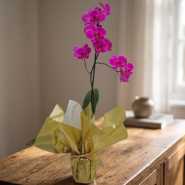Orquídea Phalaenopsis Pink Para Presente
