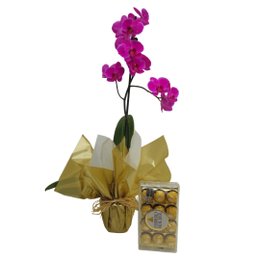 Imagem de Orquídea Phalaenopsis Pink Para Presente Com Ferrero