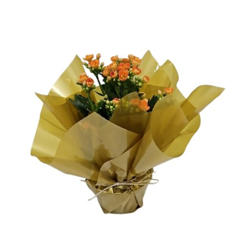 Flor da Fortuna Laranja