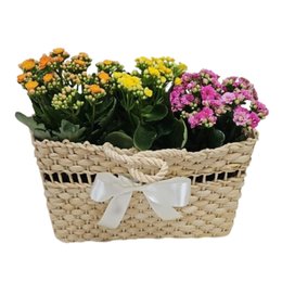 Imagem de Jardim Colorido 