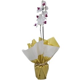 Imagem de Orquídea Phalaenopsis Branca Plantada