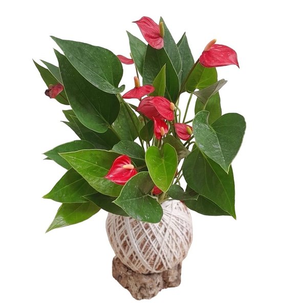 Kokedama Mini Antúrio Vermelho Arranjo Jardim Vertical
