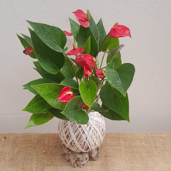 Kokedama Mini Antúrio Vermelho Arranjo Jardim Vertical