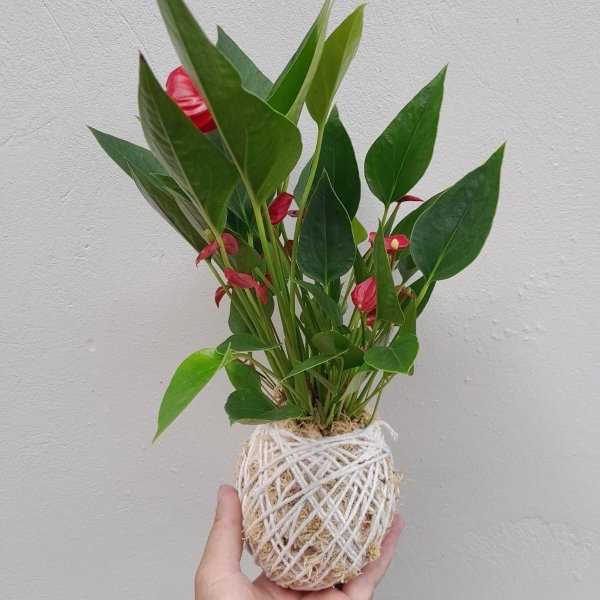 Kokedama Mini Antúrio Vermelho Arranjo Jardim Vertical