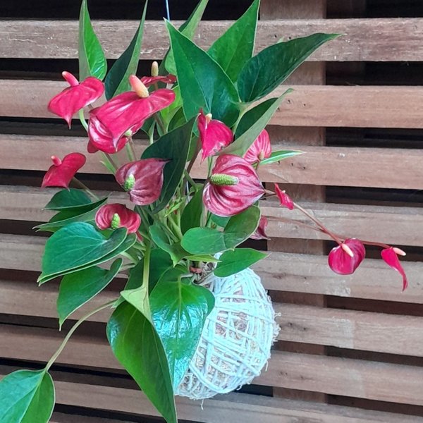 Kokedama Mini Antúrio Vermelho Arranjo Jardim Vertical