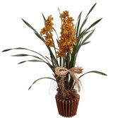 Orquídea Cymbidium Para Presente No Cachepot Madeira