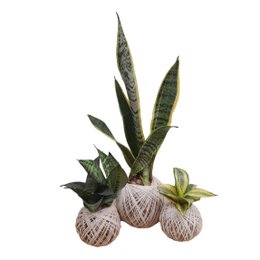 Imagem de Kit Com 3 Kokedamas Boas Vibrações Espadinhas