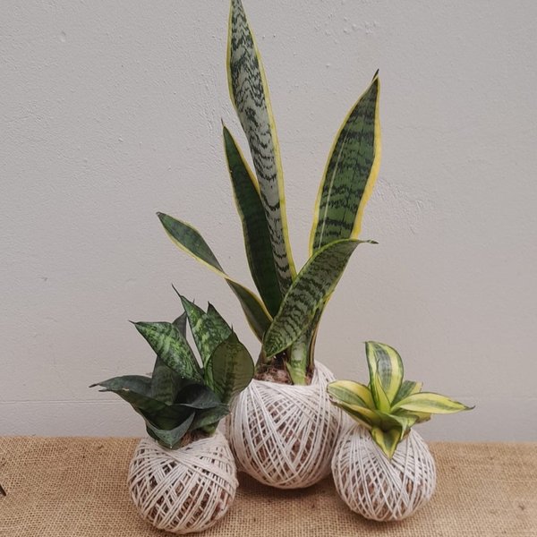Kit Com 3 Kokedamas Boas Vibrações Espadinhas