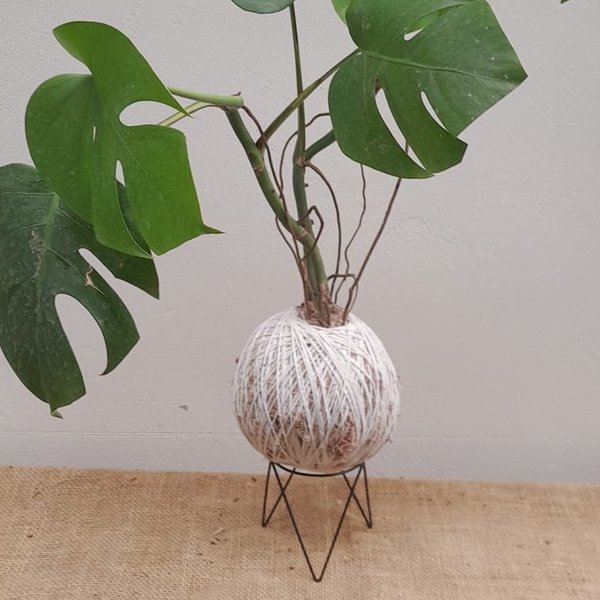 Kokedama De Costela De Adão Com Suporte