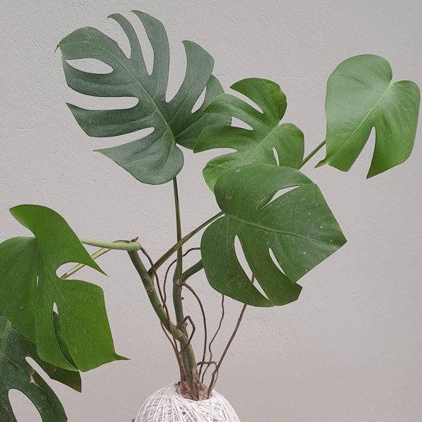 Kokedama De Costela De Adão Com Suporte