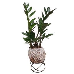 Imagem de Kokedama De Mini Zamioculca Com Suporte
