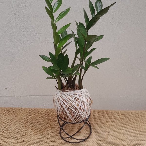 Kokedama De Mini Zamioculca Com Suporte
