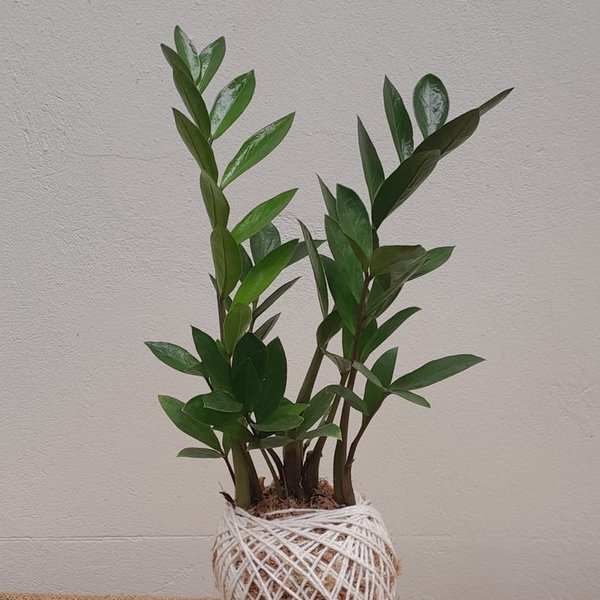 Kokedama De Mini Zamioculca Com Suporte