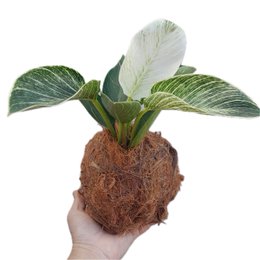 Imagem de Kokedama De Philodendron Birkin Acabamento de Côco