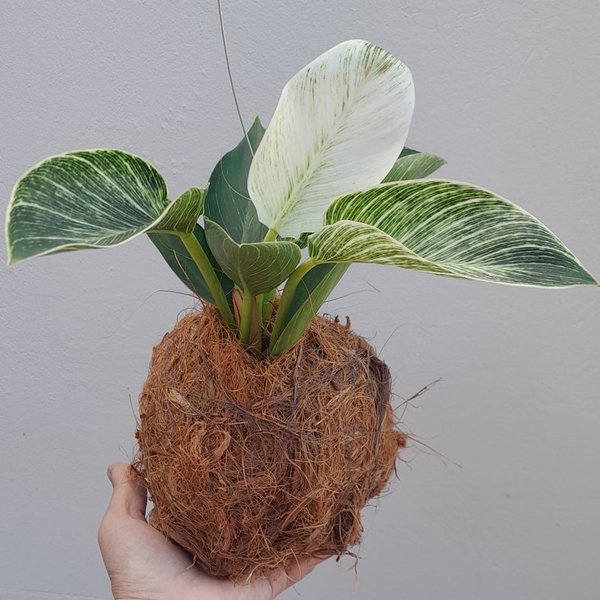 Kokedama De Philodendron Birkin Acabamento de Côco