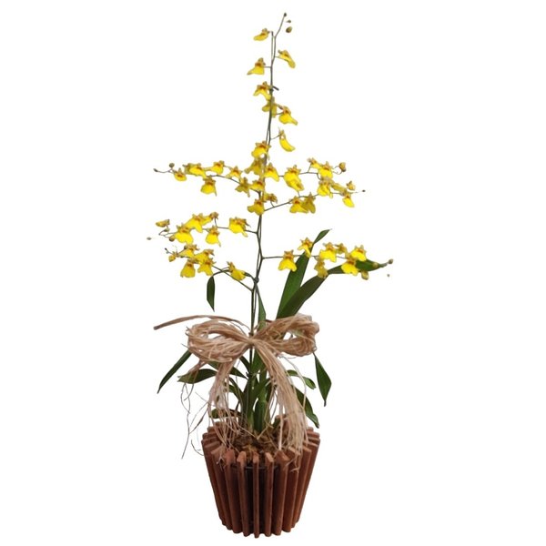 Orquidea Chuva de Ouro Amarela com Cachepot De Madeira
