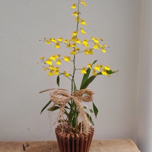Orquidea Chuva de Ouro Amarela com Cachepot De Madeira