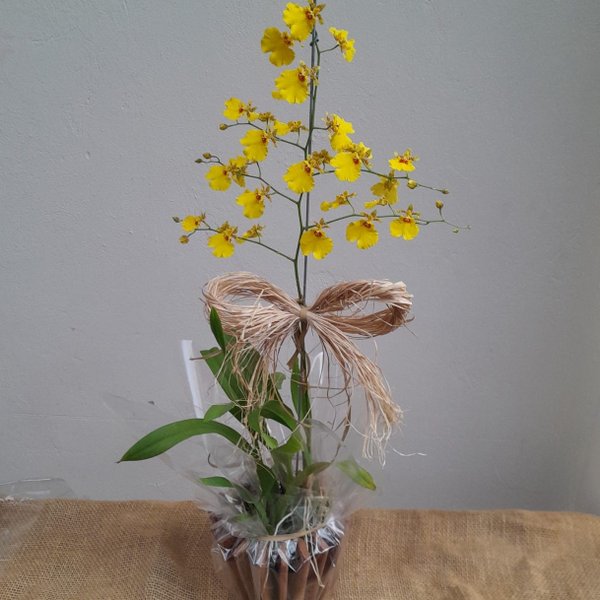 Orquidea Chuva de Ouro Amarela com Cachepot De Madeira