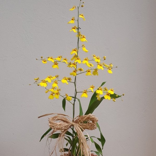 Orquidea Chuva de Ouro Amarela com Cachepot De Madeira