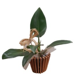 Imagem de Folhagem Pacová Para Presente Com Cachepot De Madeira