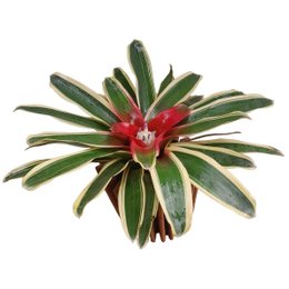 Imagem de Bromélia Carolina Com Cachepot De Madeira